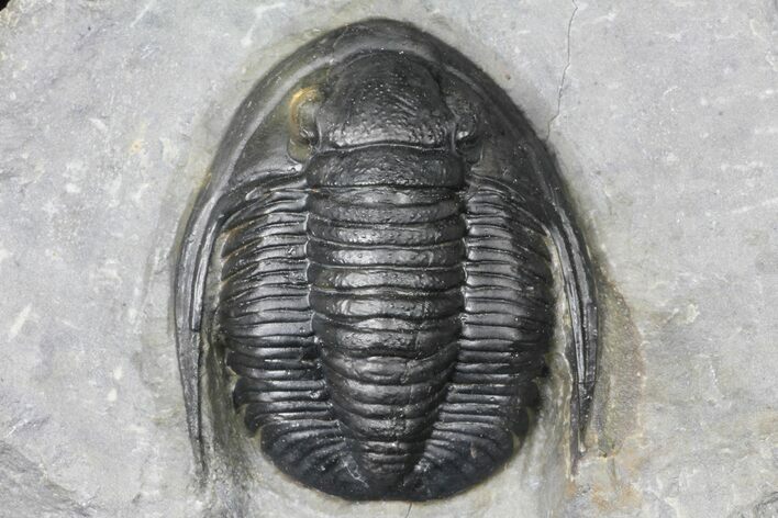 Cornuproetus Trilobite Fossil - Ofaten, Morocco #130534